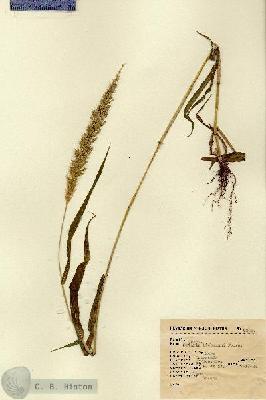 URN_catalog_HBHinton_herbarium_6308.jpg.jpg
