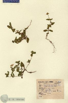 URN_catalog_HBHinton_herbarium_6316.jpg.jpg