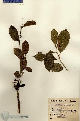 URN_catalog_HBHinton_herbarium_6320.jpg.jpg