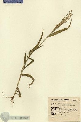 URN_catalog_HBHinton_herbarium_6337.jpg.jpg