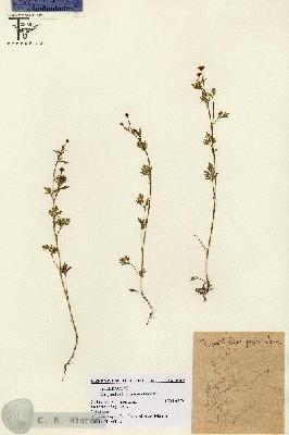 URN_catalog_HBHinton_herbarium_6365.jpg.jpg