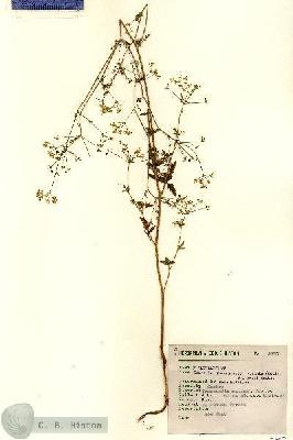 URN_catalog_HBHinton_herbarium_8797.jpg.jpg