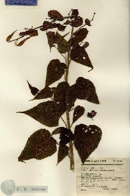 URN_catalog_HBHinton_herbarium_6414.jpg.jpg