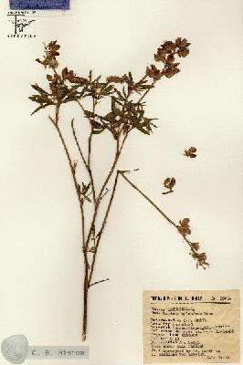URN_catalog_HBHinton_herbarium_8360.jpg.jpg