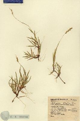 URN_catalog_HBHinton_herbarium_6437.jpg.jpg