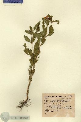 URN_catalog_HBHinton_herbarium_6450.jpg.jpg