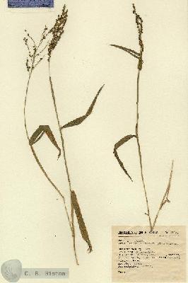 URN_catalog_HBHinton_herbarium_6460.jpg.jpg