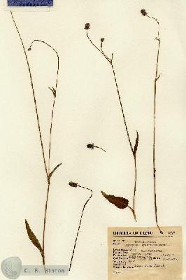URN_catalog_HBHinton_herbarium_8377.jpg.jpg