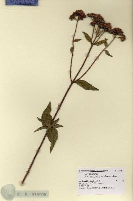 URN_catalog_HBHinton_herbarium_8382.jpg.jpg