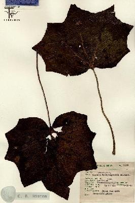 URN_catalog_HBHinton_herbarium_8124.jpg.jpg