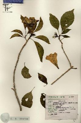 URN_catalog_HBHinton_herbarium_8139.jpg.jpg