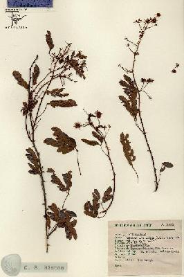 URN_catalog_HBHinton_herbarium_8231.jpg.jpg