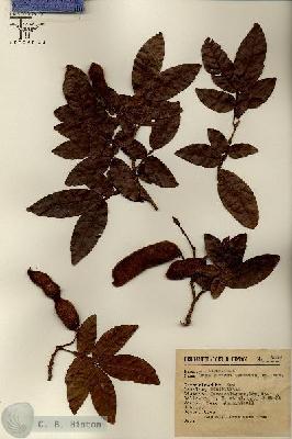 URN_catalog_HBHinton_herbarium_8232.jpg.jpg