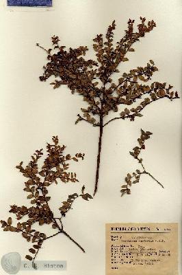 URN_catalog_HBHinton_herbarium_8285.jpg.jpg