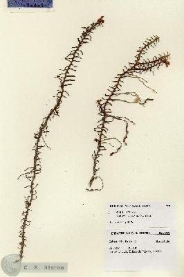 URN_catalog_HBHinton_herbarium_900.jpg.jpg