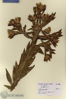 URN_catalog_HBHinton_herbarium_8546.jpg.jpg