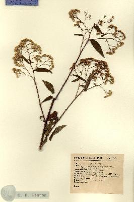 URN_catalog_HBHinton_herbarium_8836.jpg.jpg