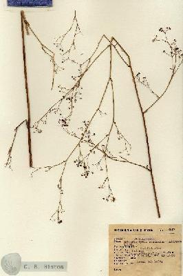 URN_catalog_HBHinton_herbarium_8657.jpg.jpg