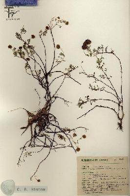 URN_catalog_HBHinton_herbarium_8872.jpg.jpg