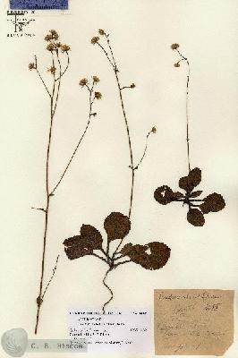 URN_catalog_HBHinton_herbarium_8688.jpg.jpg