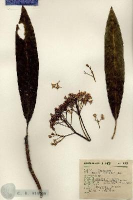 URN_catalog_HBHinton_herbarium_8932.jpg.jpg