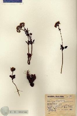 URN_catalog_HBHinton_herbarium_894.jpg.jpg