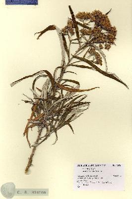 URN_catalog_HBHinton_herbarium_8972.jpg.jpg