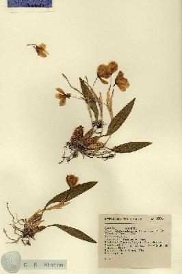 URN_catalog_HBHinton_herbarium_8980.jpg.jpg