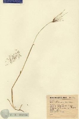 URN_catalog_HBHinton_herbarium_9321.jpg.jpg