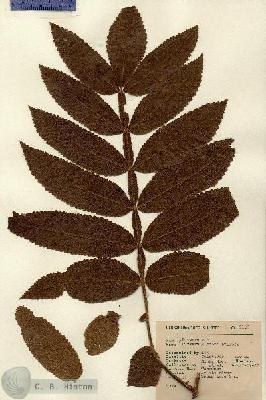 URN_catalog_HBHinton_herbarium_9108.jpg.jpg