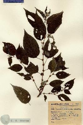URN_catalog_HBHinton_herbarium_9125.jpg.jpg