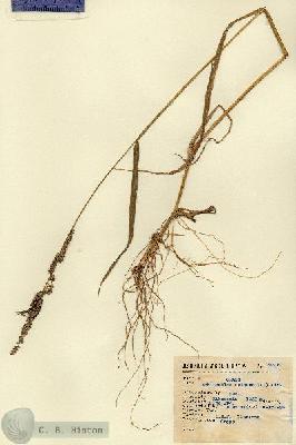 URN_catalog_HBHinton_herbarium_9306.jpg.jpg