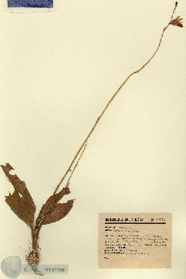 URN_catalog_HBHinton_herbarium_9396.jpg.jpg