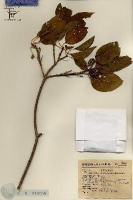 URN_catalog_HBHinton_herbarium_7125.jpg.jpg