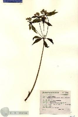 URN_catalog_HBHinton_herbarium_7942.jpg.jpg