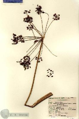 URN_catalog_HBHinton_herbarium_7211.jpg.jpg