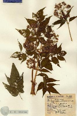 URN_catalog_HBHinton_herbarium_7949.jpg.jpg