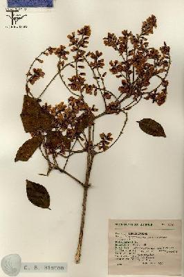 URN_catalog_HBHinton_herbarium_7320.jpg.jpg