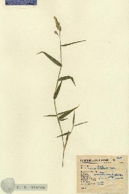 URN_catalog_HBHinton_herbarium_7426.jpg.jpg