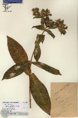 URN_catalog_HBHinton_herbarium_7496.jpg.jpg
