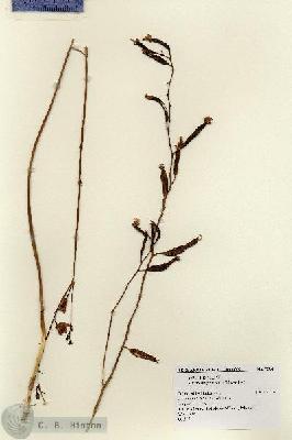 URN_catalog_HBHinton_herbarium_7504.jpg.jpg