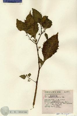 URN_catalog_HBHinton_herbarium_7566.jpg.jpg