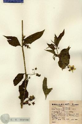 URN_catalog_HBHinton_herbarium_7986.jpg.jpg