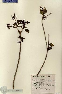 URN_catalog_HBHinton_herbarium_7658.jpg.jpg