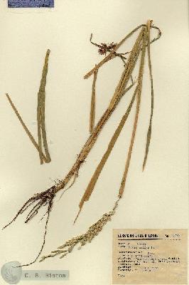 URN_catalog_HBHinton_herbarium_7799.jpg.jpg