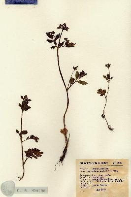 URN_catalog_HBHinton_herbarium_7989.jpg.jpg