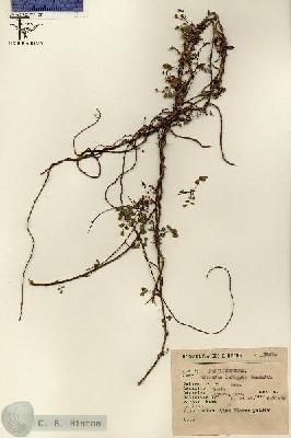 URN_catalog_HBHinton_herbarium_7861.jpg.jpg