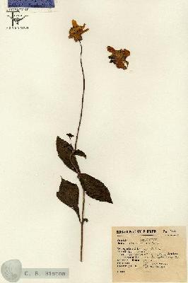 URN_catalog_HBHinton_herbarium_7999.jpg.jpg
