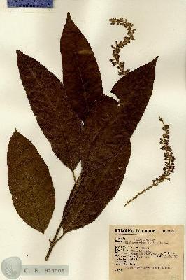 URN_catalog_HBHinton_herbarium_8044.jpg.jpg
