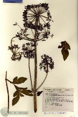 URN_catalog_HBHinton_herbarium_8074.jpg.jpg